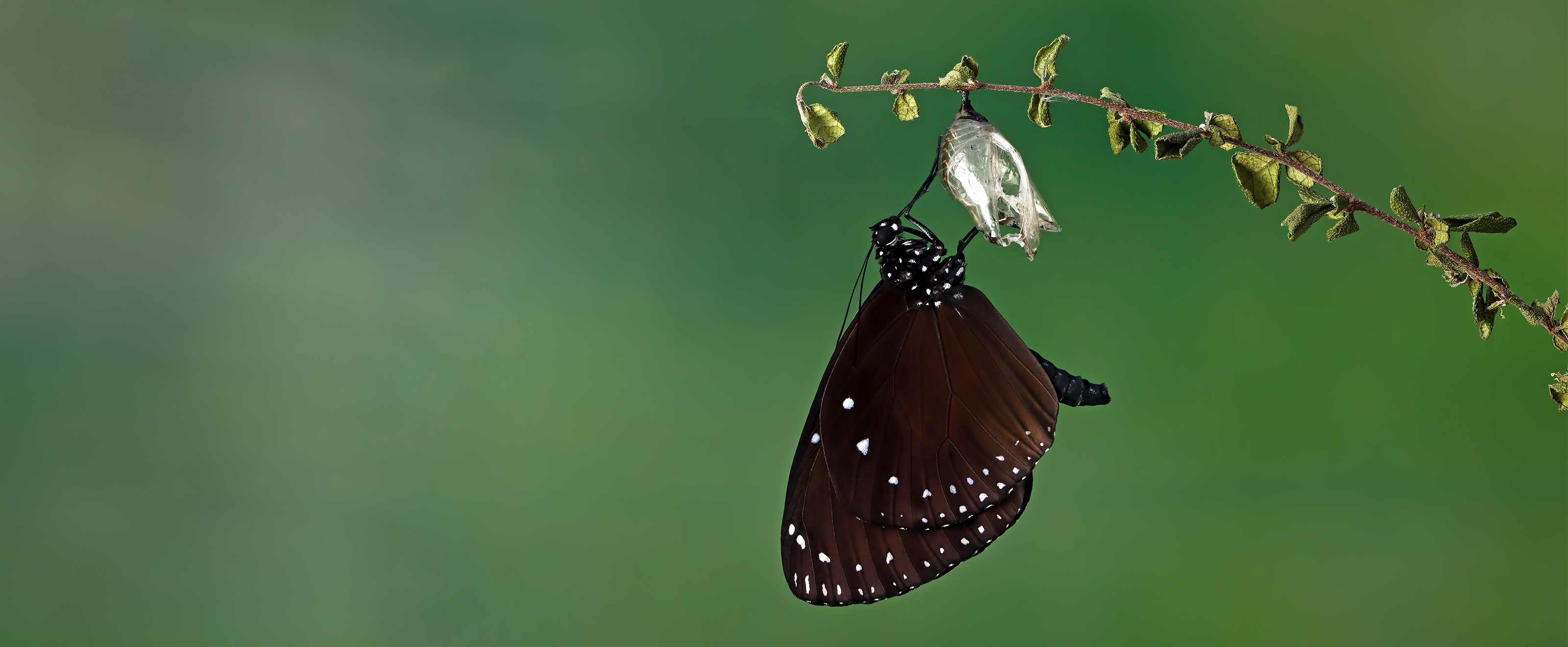 Close-up photo of a butterfly that has just emerged from a pupa