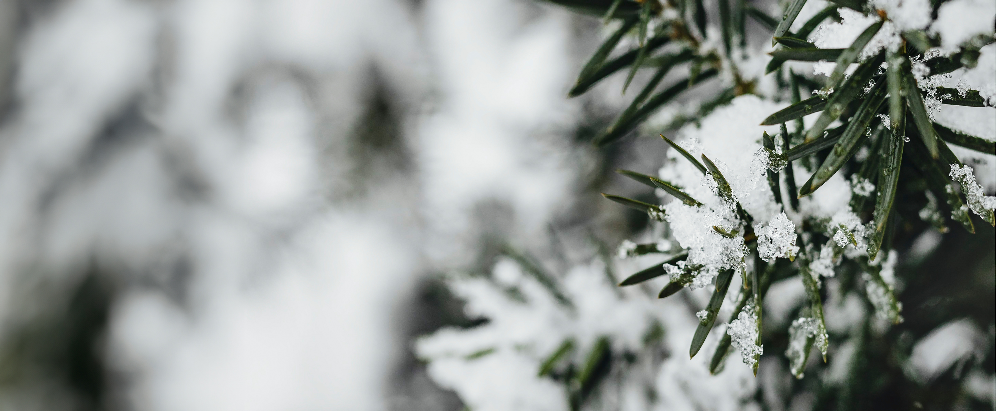 Christmas Cheer Banner 2