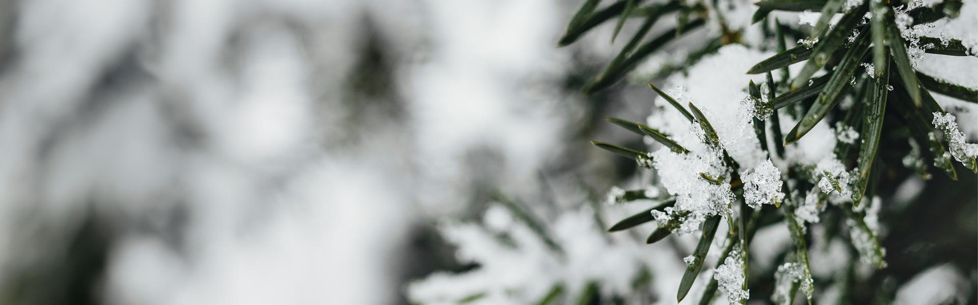 Christmas Cheer Banner 2