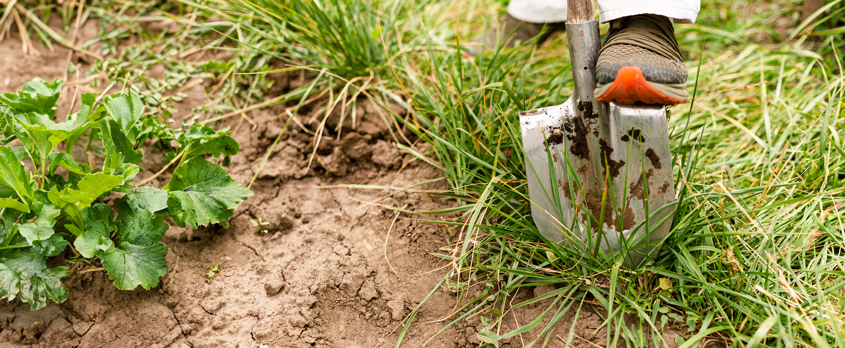 Close up photo of someone with their foot on a spade about to dig a hole in the ground