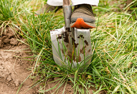Close up photo of someone with their foot on a spade about to dig a hole in the ground