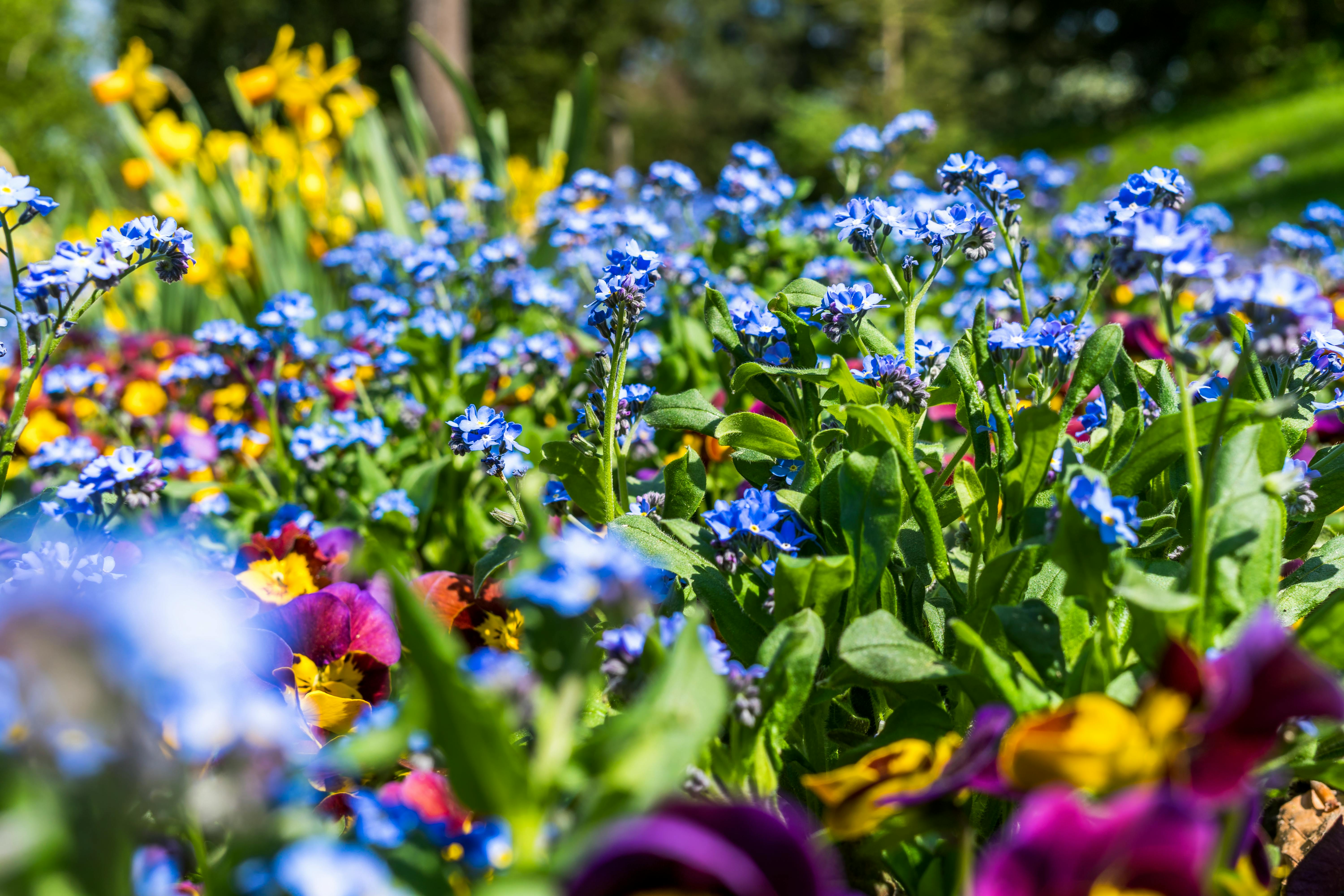 close-up photo of an outdoor flowerbed full of multicoloured blooms