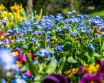 close-up photo of an outdoor flowerbed full of multicoloured blooms