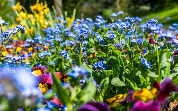 close-up photo of an outdoor flowerbed full of multicoloured blooms