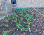 Grass verge with newly planted flowers (1)