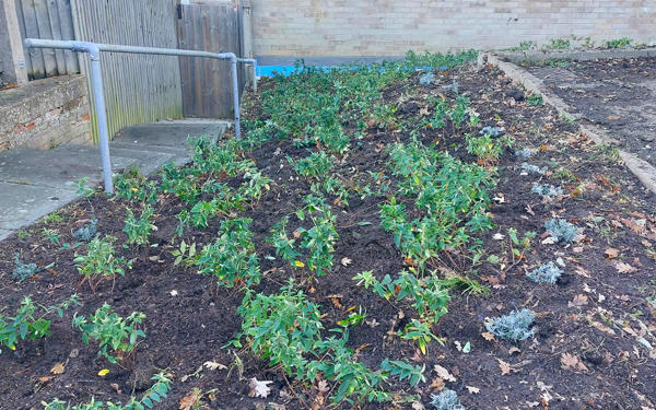 Grass verge with newly planted flowers (1)