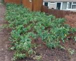 Newly planted shrubs