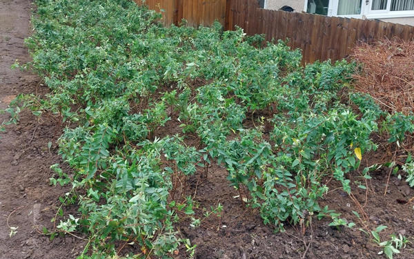 Newly planted shrubs