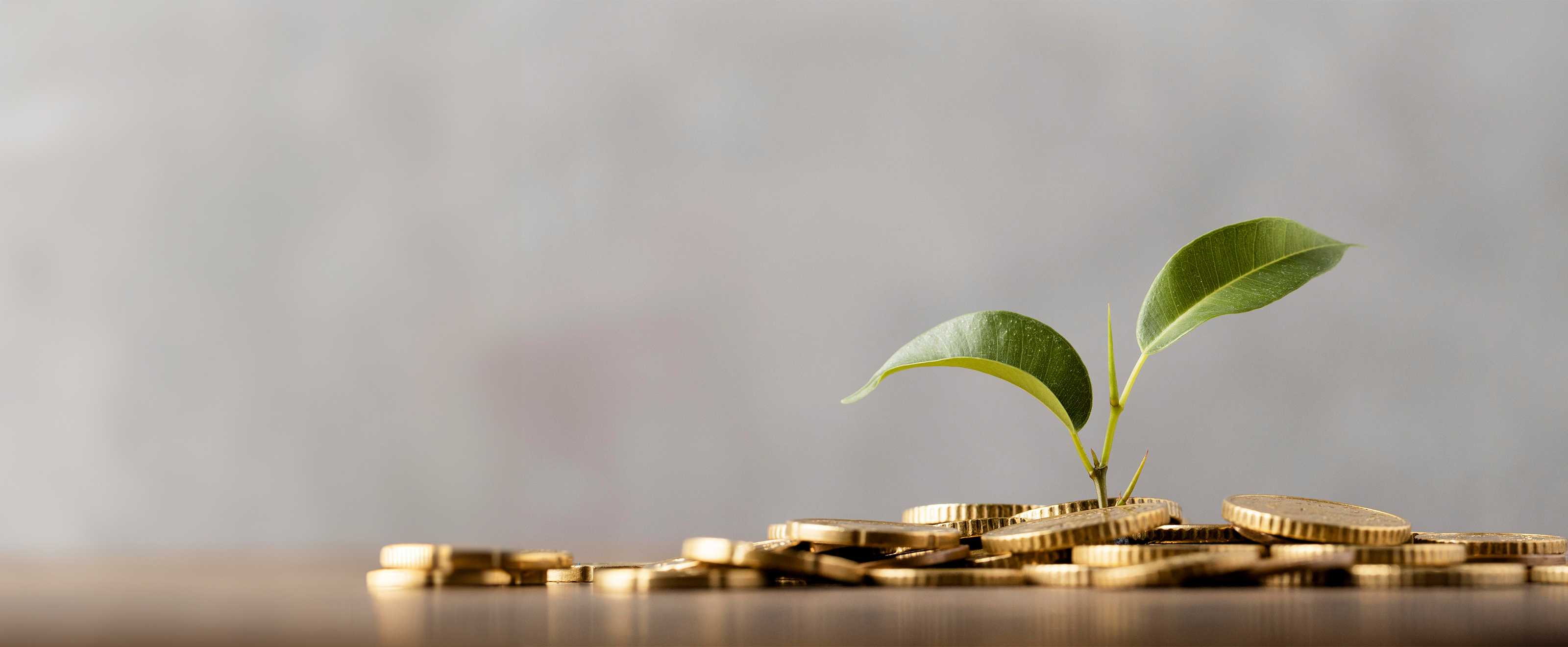 A loose pile of gold coloured coins on a table. A small plant is sprouting from the centre of the pile. 