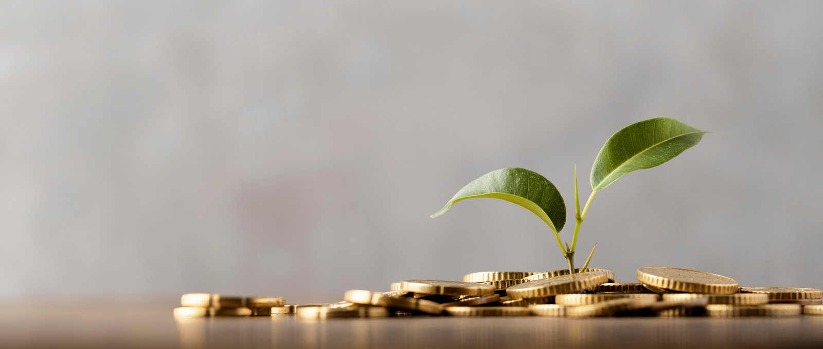 A loose pile of gold coloured coins on a table. A small plant is sprouting from the centre of the pile.