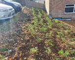 Grass verge with newly planted flowers (2)