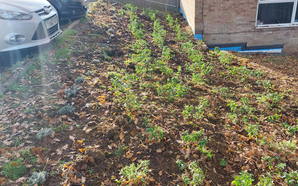 Grass verge with newly planted flowers (2)