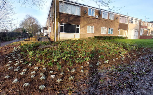 Newly planted flowers and shrubs