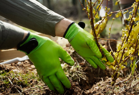 close up photo of someone wearing green rubber gloves planting a shrub in the ground