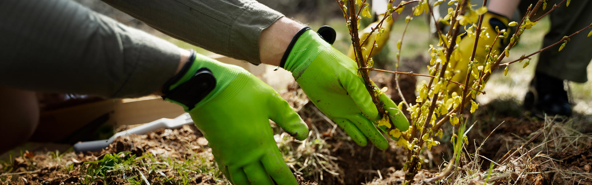 close up photo of someone wearing green rubber gloves planting a shrub in the ground
