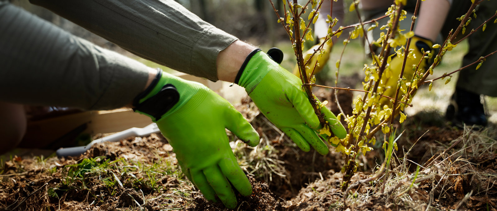 close up photo of someone wearing green rubber gloves planting a shrub in the ground